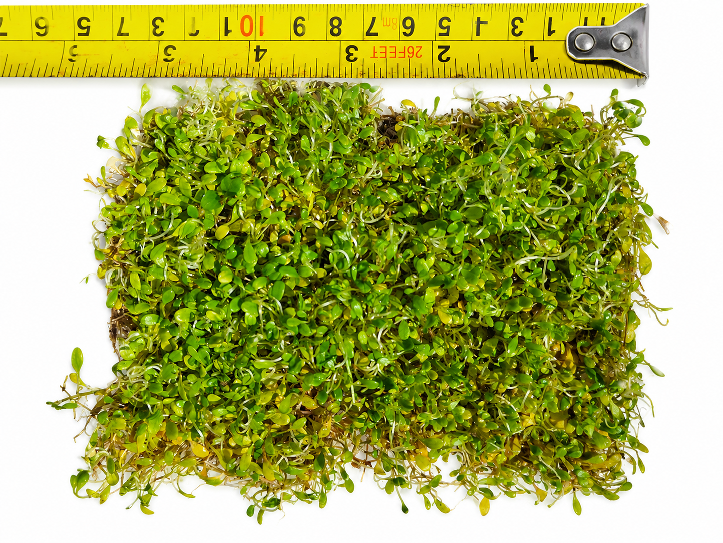 Glossostigma Elatinoides Mat – Live Aquarium Carpeting Plant