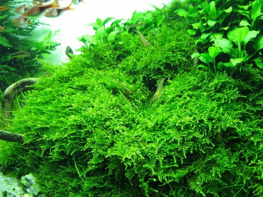 5g - 100g Java Moss Carpeting Live Aquatic SHRIMP SAFE Aquarium Plant UK grown