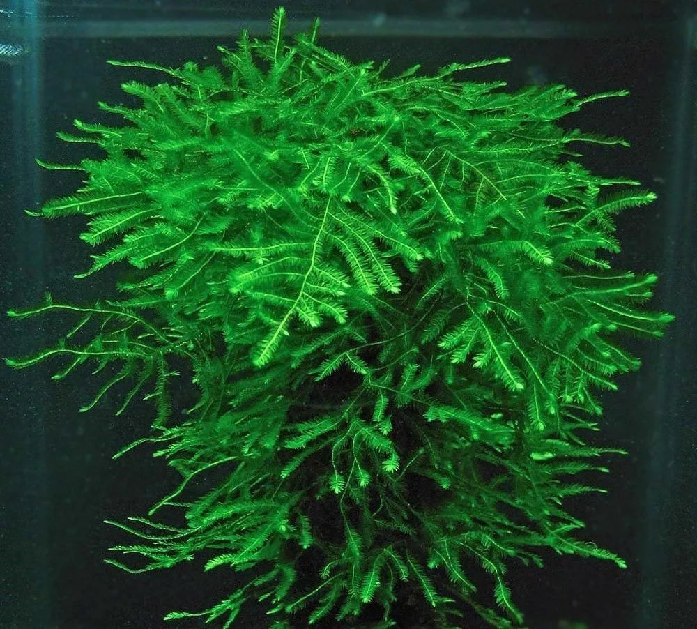 5g - 100g Java Moss Carpeting Live Aquatic SHRIMP SAFE Aquarium Plant UK grown