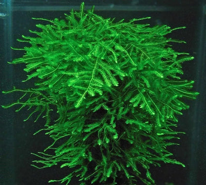 5g - 100g Java Moss Carpeting Live Aquatic SHRIMP SAFE Aquarium Plant UK grown