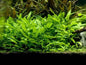5 plants Cryptocoryne Lutea tropical aquarium EU grown shrimp safe