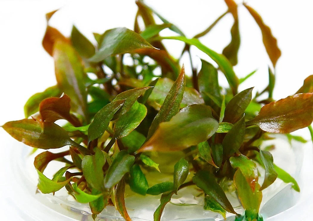 5 plants Cryptocoryne Lutea tropical aquarium EU grown shrimp safe