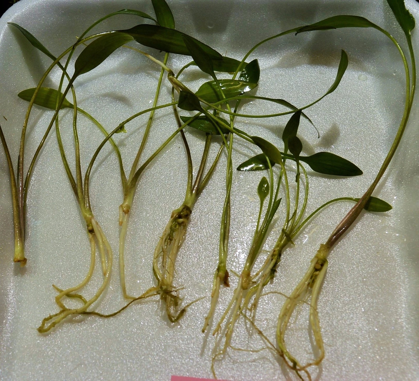 5 plants Cryptocoryne Lutea tropical aquarium EU grown shrimp safe