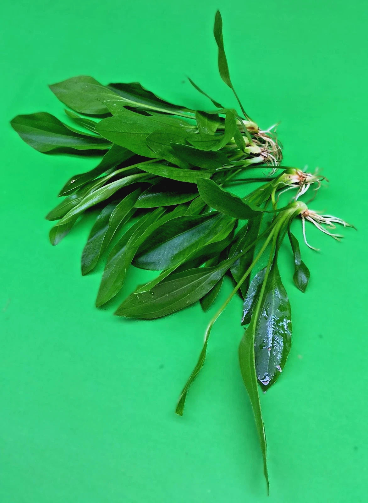 5 x Amazon Sword Echinodorus Argentinensis Live Aquarium Plants Tropical Tank