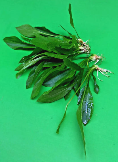 5 x Amazon Sword Echinodorus Argentinensis Live Aquarium Plants Tropical Tank