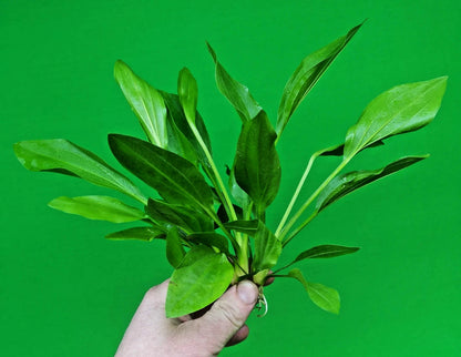 5 x Amazon Sword Echinodorus Argentinensis Live Aquarium Plants Tropical Tank
