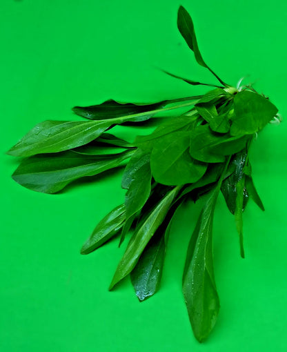 5 x Amazon Sword Echinodorus Argentinensis Live Aquarium Plants Tropical Tank