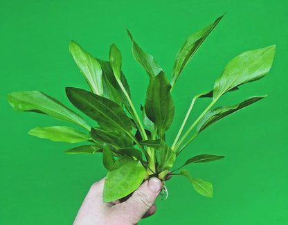 5 x Amazon Sword Echinodorus Argentinensis Live Aquarium Plants Tropical Tank