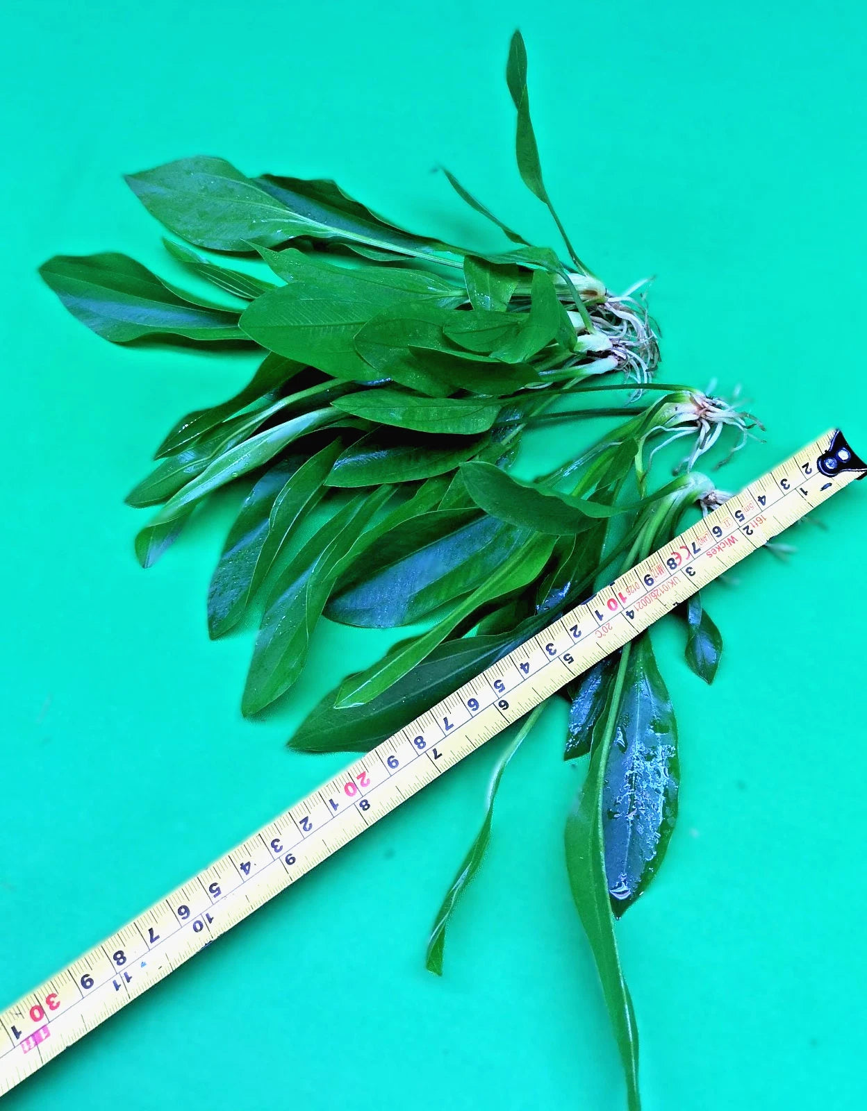 5 x Amazon Sword Echinodorus Argentinensis Live Aquarium Plants Tropical Tank