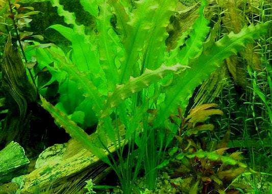 5 x Aponogeton undulatus bulbs Live Aquarium Plants Tropical Aquascaping Tank
