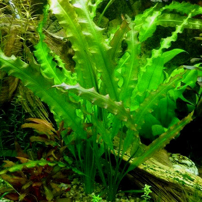 5 x Aponogeton undulatus bulbs Live Aquarium Plants Tropical Aquascaping Tank