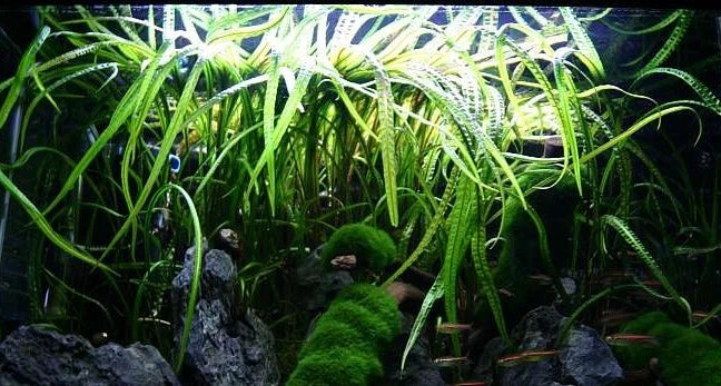 5 x Cryptocoryne Crispatula Balansae tropical aquarium plants