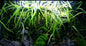 5 x Cryptocoryne Crispatula Balansae tropical aquarium plants