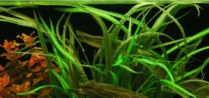 5 x Cryptocoryne Crispatula Balansae tropical aquarium plants