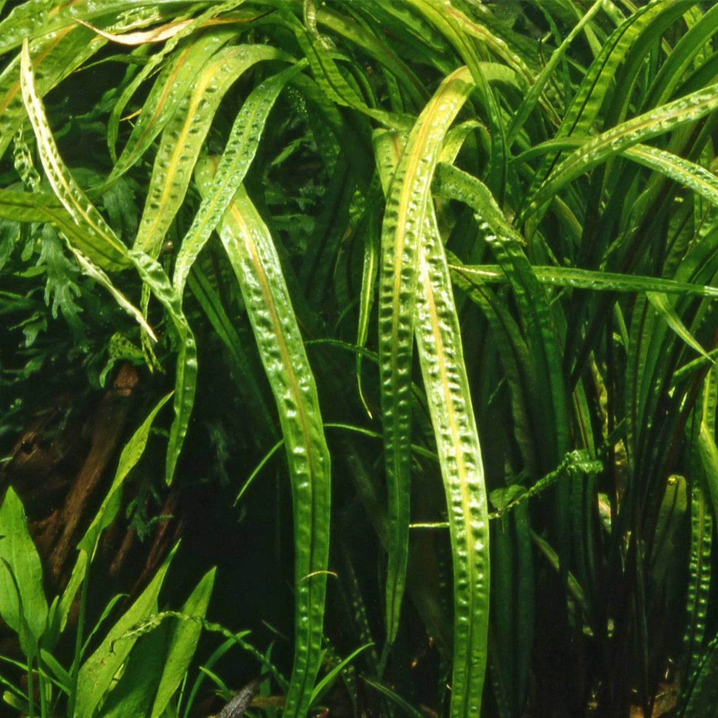5 x Cryptocoryne Crispatula Balansae tropical aquarium plants