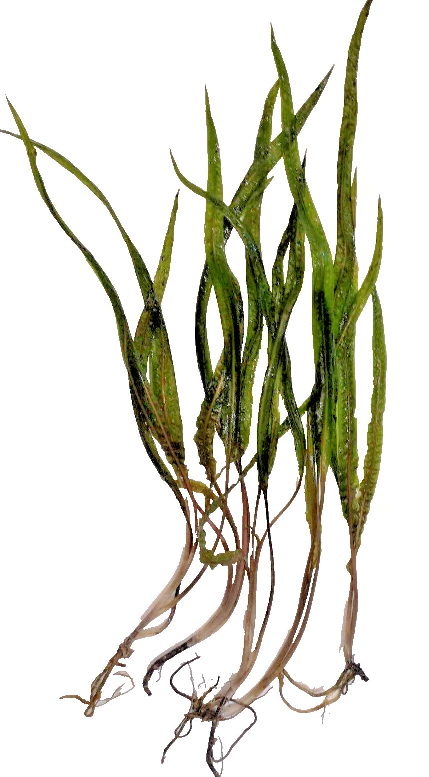 5 x Cryptocoryne Crispatula Balansae tropical aquarium plants