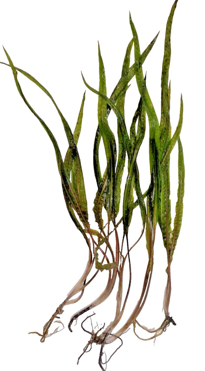 5 x Cryptocoryne Crispatula Balansae tropical aquarium plants