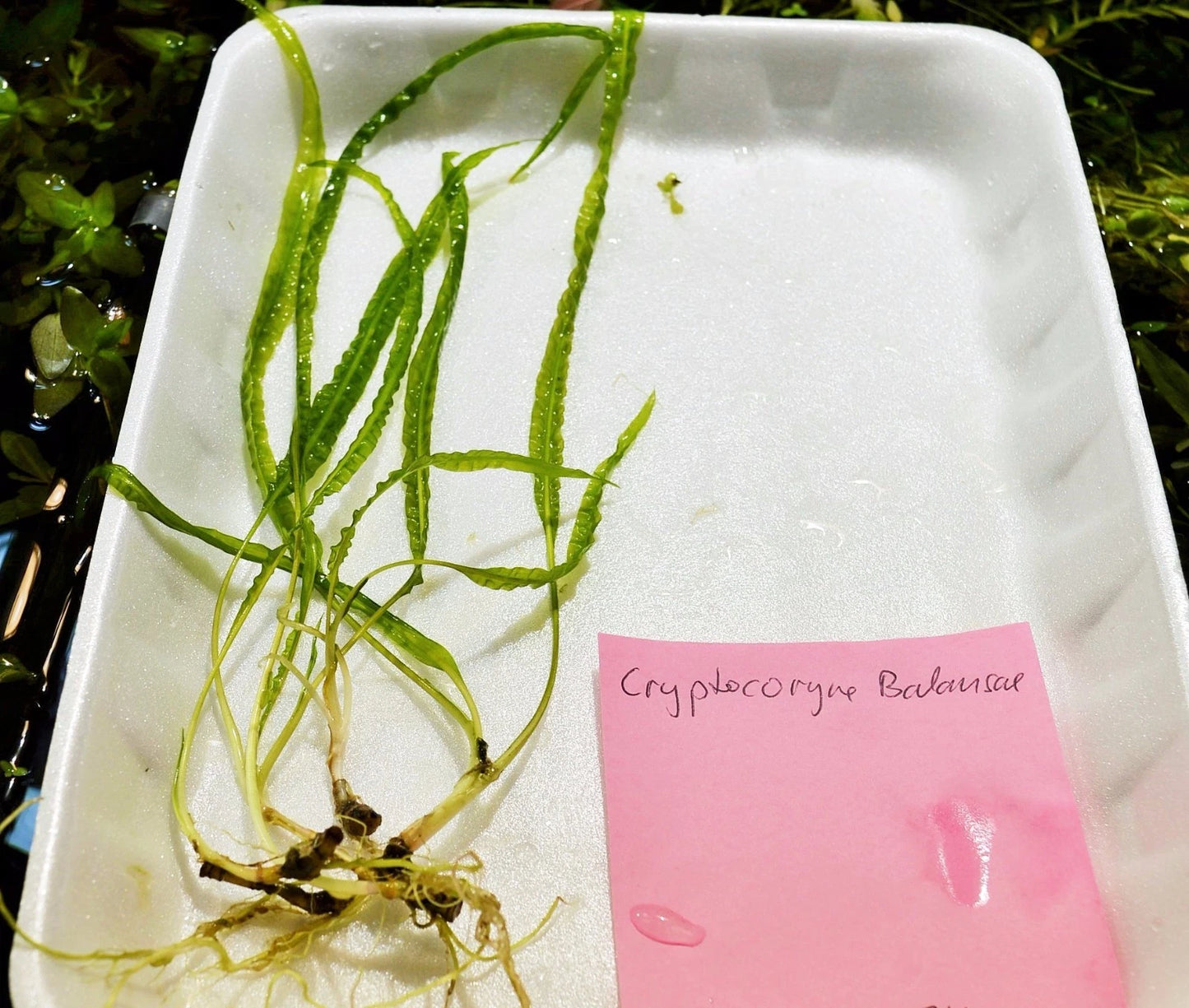 5 x Cryptocoryne Crispatula Balansae tropical aquarium plants