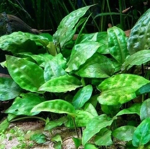 5 x Cryptocoryne Pontederiifolia Live Aquarium Plants Tropical Aquascaping