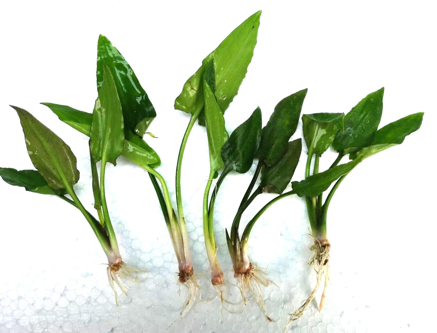 5 x Cryptocoryne Pontederiifolia Live Aquarium Plants Tropical Aquascaping