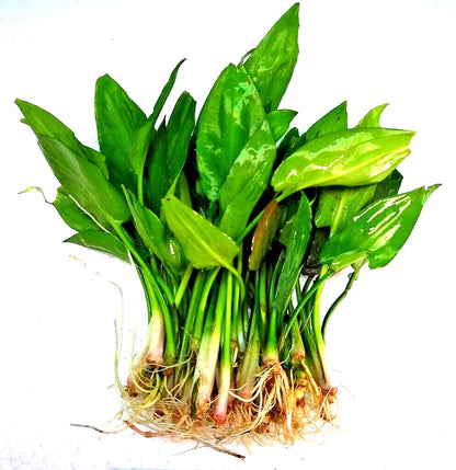 5 x Cryptocoryne Pontederiifolia Live Aquarium Plants Tropical Aquascaping