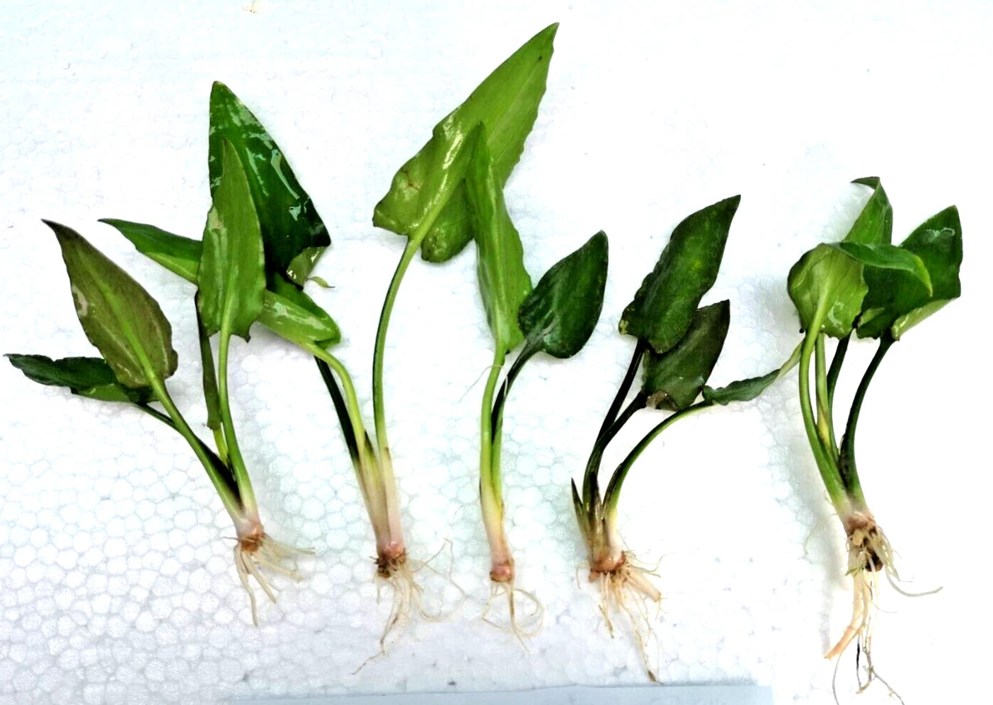 5 x Cryptocoryne Pontederiifolia Live Aquarium Plants Tropical Aquascaping