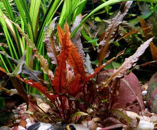 5 x Cryptocoryne Walkeri tropical aquarium plants EU grown shrimp safe