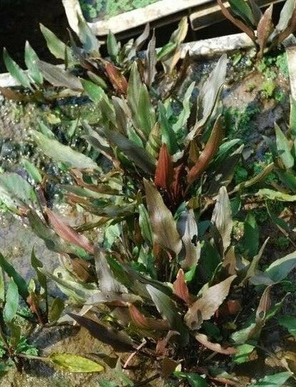5 x Cryptocoryne Walkeri tropical aquarium plants EU grown shrimp safe
