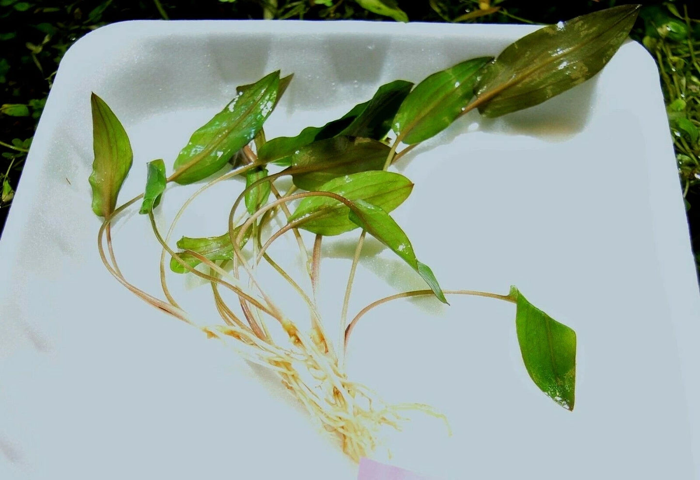 5 x Cryptocoryne Walkeri tropical aquarium plants EU grown shrimp safe