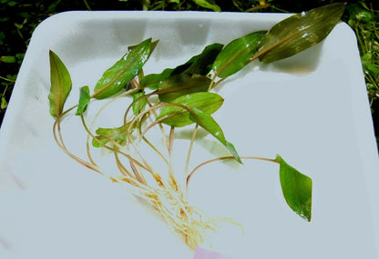 5 x Cryptocoryne Walkeri tropical aquarium plants EU grown shrimp safe