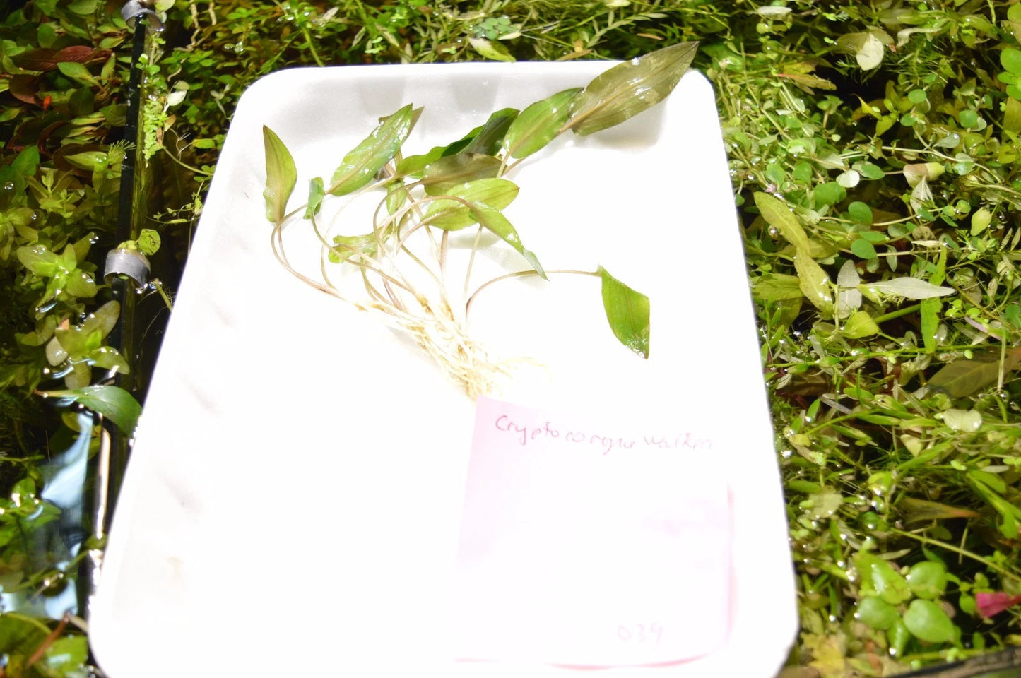 5 x Cryptocoryne Walkeri tropical aquarium plants EU grown shrimp safe
