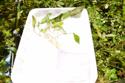 5 x Cryptocoryne Walkeri tropical aquarium plants EU grown shrimp safe