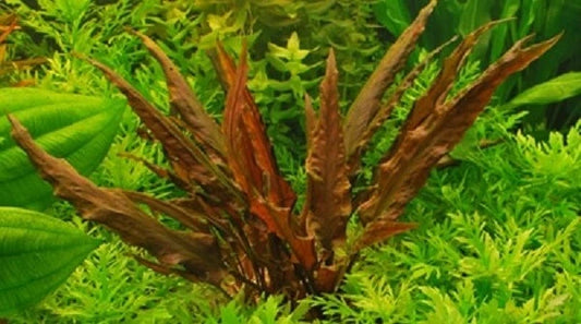 5 x Cryptocoryne Wendtii 'Mi oya' Live Aquarium Plants Tropical Tank EU mioya