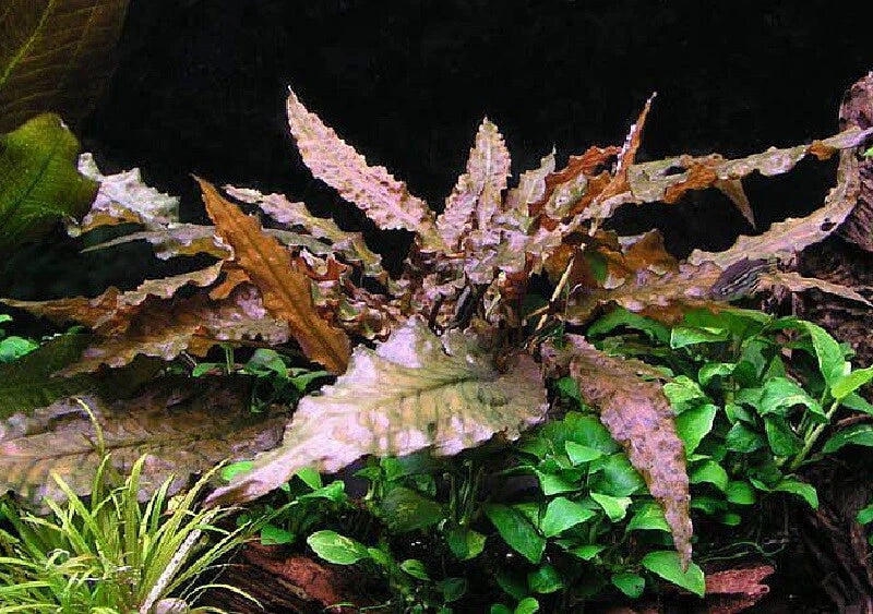 5 x Cryptocoryne Wendtii 'Mi oya' Live Aquarium Plants Tropical Tank EU mioya