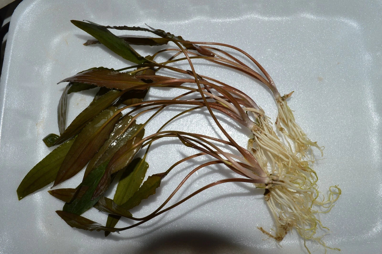 5 x Cryptocoryne Wendtii 'Mi oya' Live Aquarium Plants Tropical Tank EU mioya