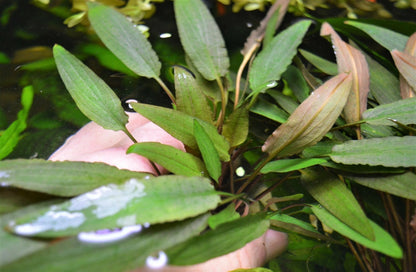 5 x Cryptocoryne Wendtii 'Mi oya' Live Aquarium Plants Tropical Tank EU mioya