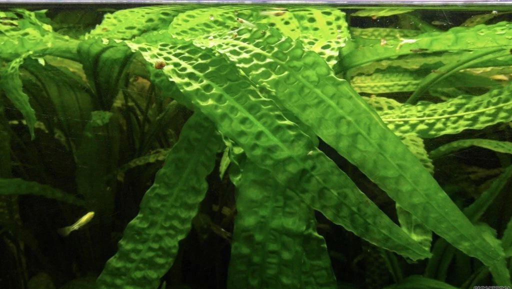 5 x Cryptocoryne usteriana green Aquarium Plant RARE live aquarium plant