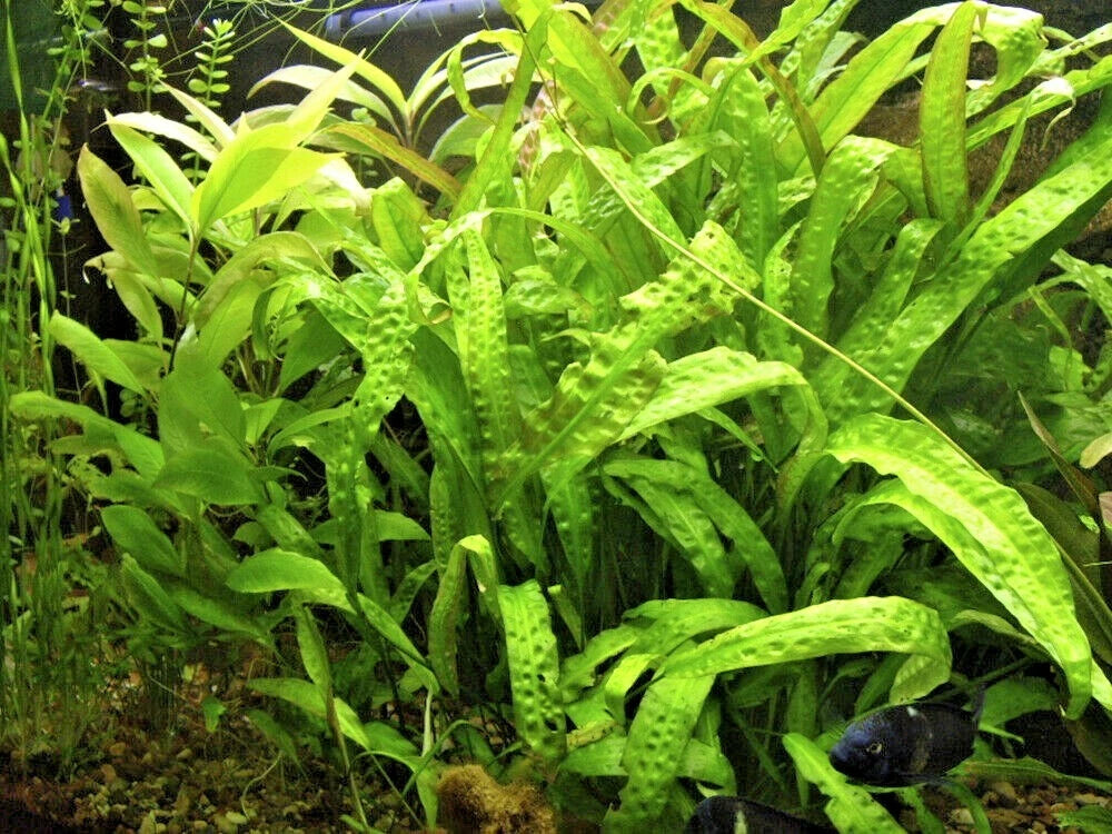 5 x Cryptocoryne usteriana green Aquarium Plant RARE live aquarium plant
