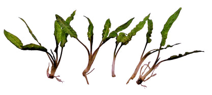 5 x Cryptocoryne usteriana green Aquarium Plant RARE live aquarium plant