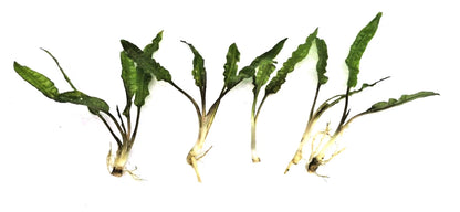 5 x Cryptocoryne usteriana green Aquarium Plant RARE live aquarium plant