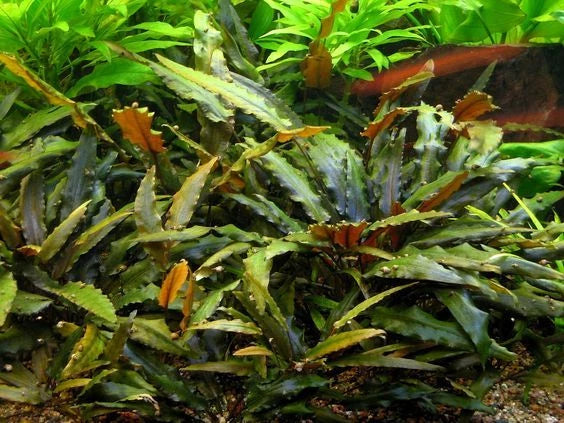 5 x Cryptocoryne wendtii Brown tropical aquarium plants EU grown shrimp safe