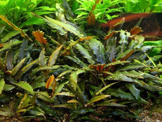 5 x Cryptocoryne wendtii Brown tropical aquarium plants EU grown shrimp safe