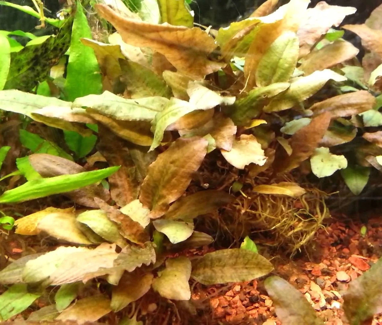 5 x Cryptocoryne wendtii Brown tropical aquarium plants EU grown shrimp safe