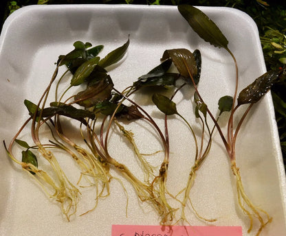 5 x Cryptocoryne wendtii Brown tropical aquarium plants EU grown shrimp safe