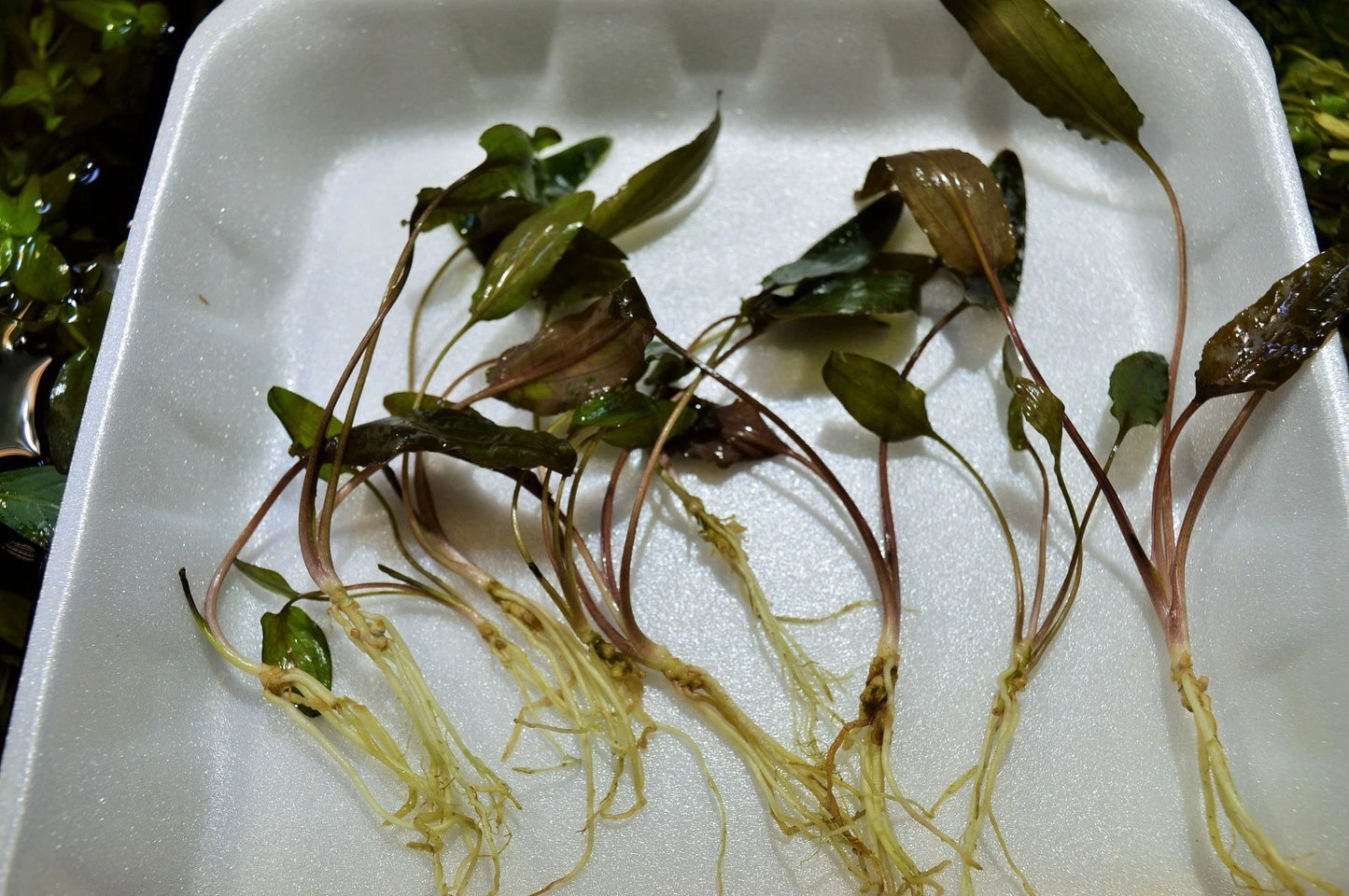 5 x Cryptocoryne wendtii Brown tropical aquarium plants EU grown shrimp safe