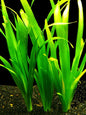 5 x GIANT VALLIS VALLISNERIA GIGANTEA Live Aquarium Fish Tank Plants