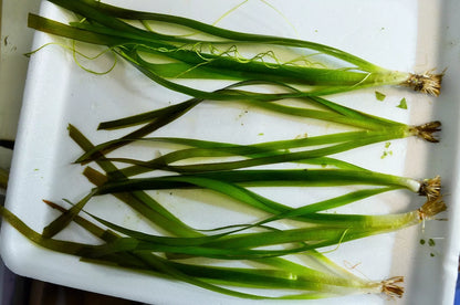 5 x GIANT VALLIS VALLISNERIA GIGANTEA Live Aquarium Fish Tank Plants