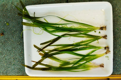 5 x GIANT VALLIS VALLISNERIA GIGANTEA Live Aquarium Fish Tank Plants