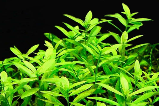 5 x Hygrophila Polysperma Live Aquarium Plants Tropical Aquascaping Tank