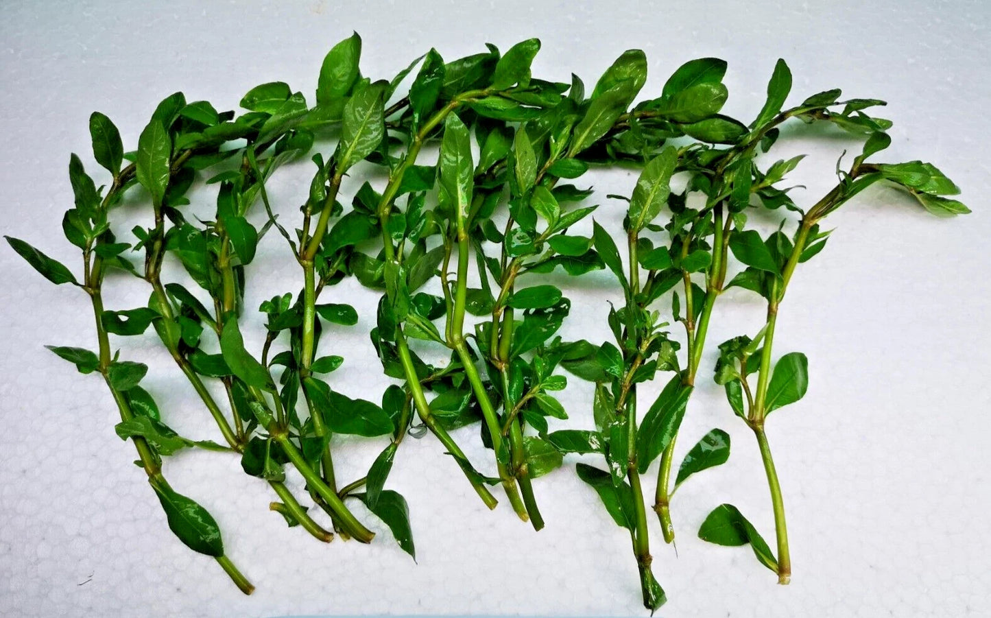 5 x Hygrophila Polysperma Live Aquarium Plants Tropical Aquascaping Tank